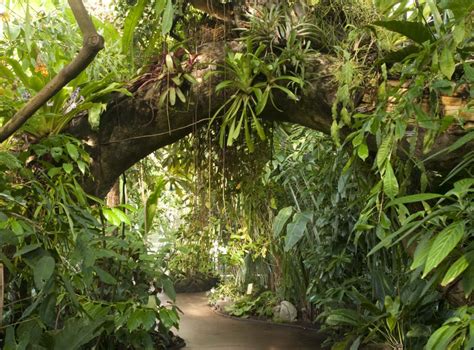 A Giant in the Rainforest: The Kapok Tree - Plant Talk