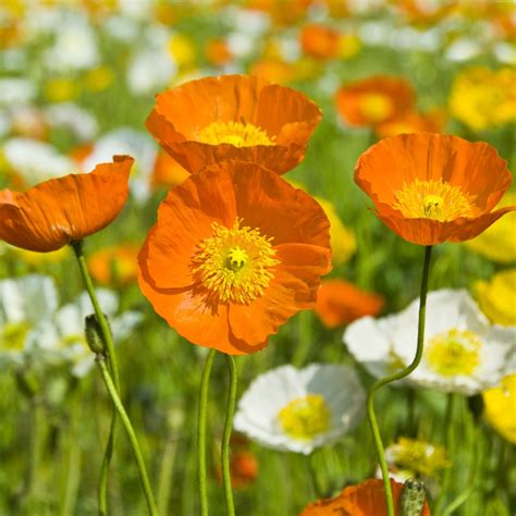 Iceland Poppy mixed seeds - Papaver nudicaule - 3750 seeds – Garden Seeds Market | Free shipping