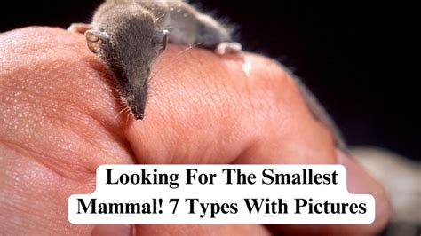 Looking For The Smallest Mammal! 7 Types With Pictures - Nerdyinfo