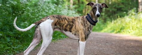 Greyhound in wooded area