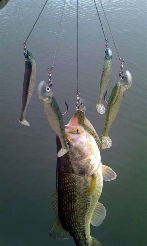 Outdoors: Alabama rig lure catches on with bass pros - Houston Chronicle