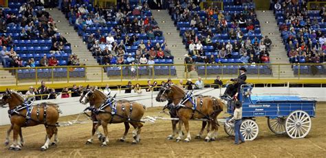 Mille Fiori Favoriti: Draft Horse Show at the National Western Stock ...