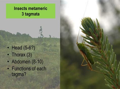 PPT - Bio 325 Adaptive morphology of animals PowerPoint Presentation, free download - ID:5761443