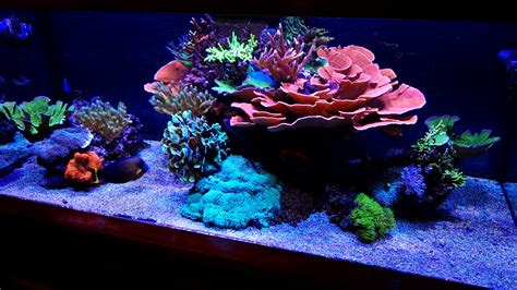 Reef tank | Reef tank, Reef tank aquascaping, Aquarium fish tank