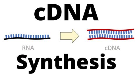 cDNA Synthesis Protocol by Reverse Transcription - YouTube