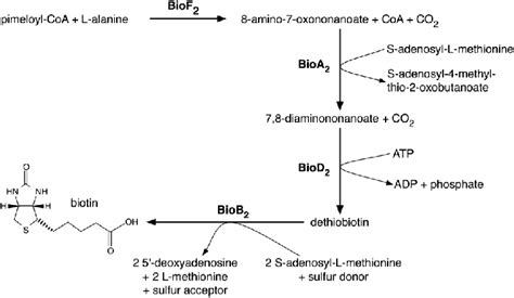 The dedicated pathway for microbial biotin biosynthesis. | Download ...