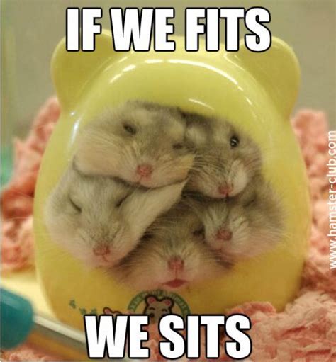 Funny Hamster Memes | Funny hamsters, Cute hamsters, Cute baby animals