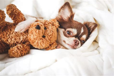 19 Sleeping Puppies Prove Their Toys Are The Best Cuddlers