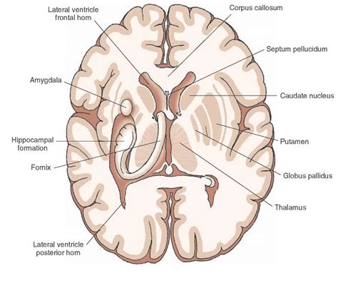 Horizontal section depicting internal forebrain structures after parts ...