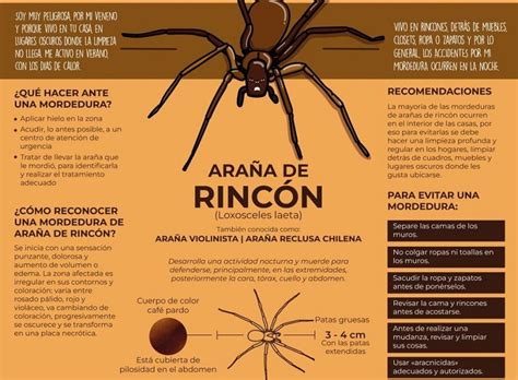 ¿Cuáles son los cuidados y precauciones frente a la araña de rincón? – Ciencia y Salud