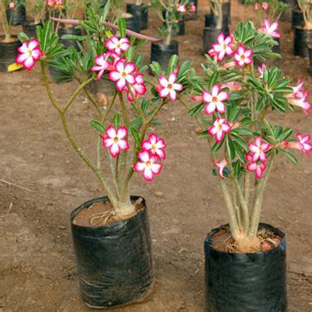 Adenium Obesum - Adenium Obesum Service Provider, Saharanpur, India