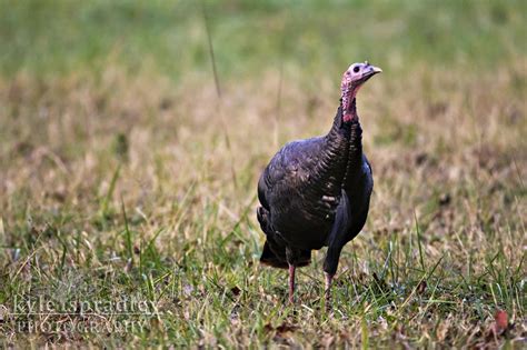 Kyle Spradley Photography Blog: Wildlife | Great Smoky Mountains ...