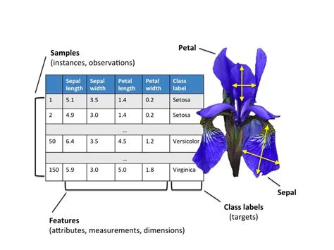 Exploring the Iris flower dataset | by Emine Bozkus | Medium