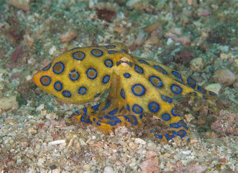 Royalty Free Blue Ringed Octopus Pictures, Images and Stock Photos - iStock