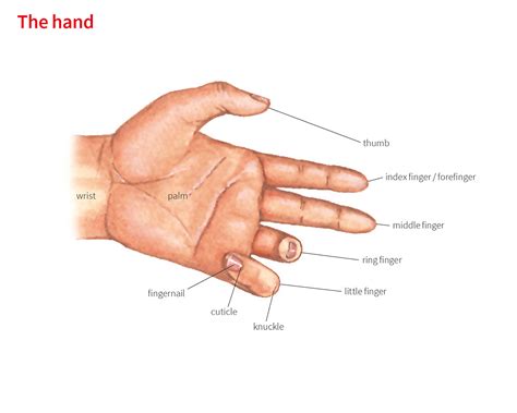 index finger noun - Definition, pictures, pronunciation and usage notes ...