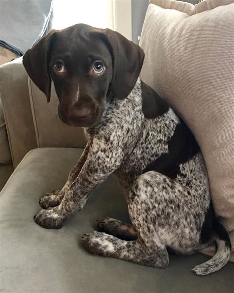 Marlowe the GSP sur Instagram : Still working those puppy eyes on Ma ...