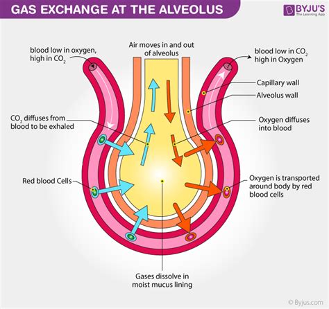 Transport Of Oxygen And Carbon Dioxide In The Blood Ppt - Transport ...