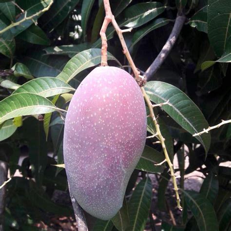 Sweet Purple Mango Seedling – Lunti - We Grow Opportunities