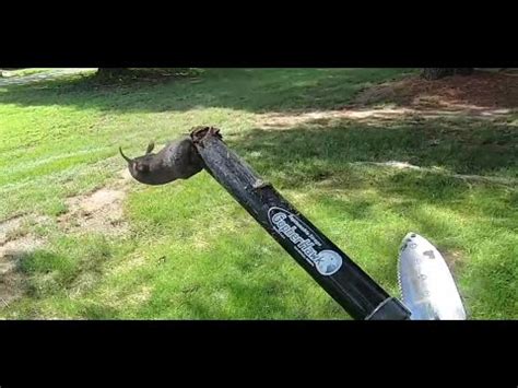 Moles Came Back & The Gopher Hawk Makes Short Work Of Them Again - YouTube