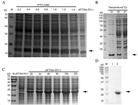 Optimization of 3C protease expression. The DHAV 3C protease was... | Download Scientific Diagram