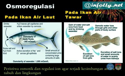 11 Contoh Adaptasi Morfologi Pada Tumbuhan