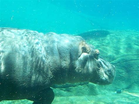 Hippo Underwater | Hippo swimming, Underwater, Hippo