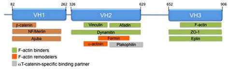 Schematic of α-catenin and its interacting partners α-catenin contains... | Download Scientific ...