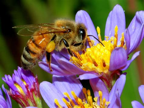 Entomologists say urban hobby beekeepers are serious threat to wild ...