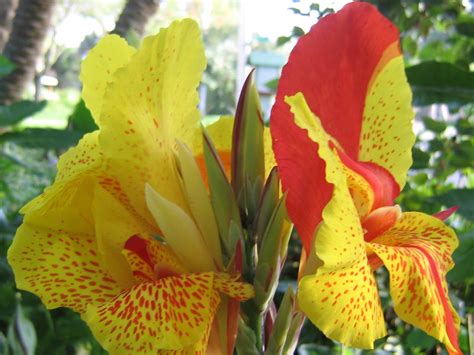 HOW TO GROW CANNA LILIES FROM SEED |The Garden of Eaden