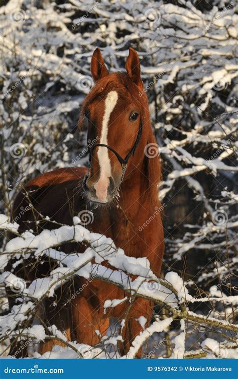 Brown Horse in Snow Branches Stock Photo - Image of nature, yellow: 9576342