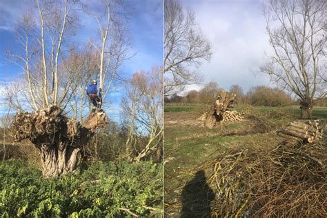 Old Willow Tree Pollarding In Stadhampton, Oxfordshire - JB Tree Services