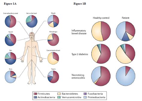 The Human Microbiome: An Emerging Key Player in Health and Disease