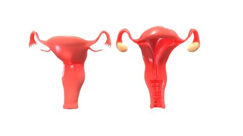 Female Reproductive System Animation - Buy Royalty Free 3D model by zames1992 [08d8972 ...