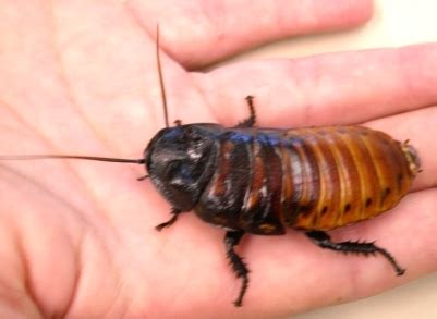 Madagascar Hissing Cockroach | Department of Entomology