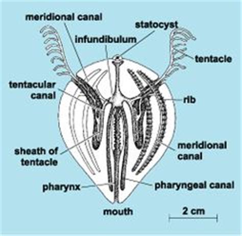 1000+ images about Phylum Ctenophora on Pinterest | Jelly, Jellyfish ...