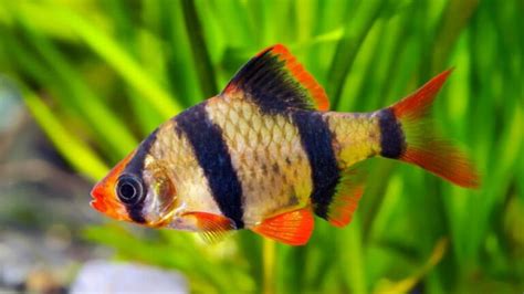 13 Best Tropical Fish For Beginner Aquariums