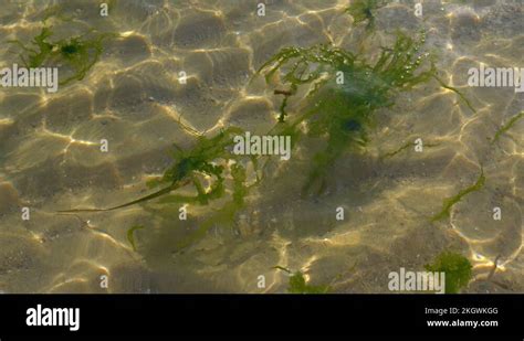 Green seaweed floating underwater in transparent clear sunny water 4k ...