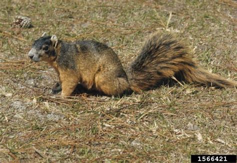 Fox Squirrel - Sciurus niger - NatureWorks