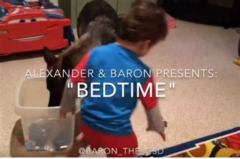 Dog Helps a Toddler with His Bedtime Routine in Adorable Video