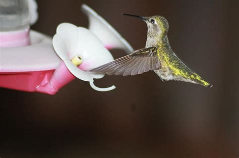 hummingbird, feeding, hovering, ruby-throated, feeder | Pikist