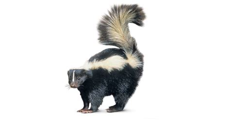 Skunk Facts for Kids | Skunk Habitat | DK Find Out