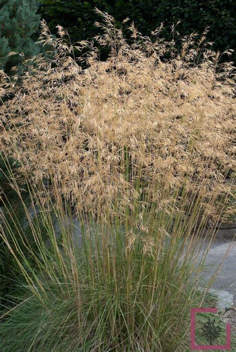 STIPA GIGANTEA - Vivai Marche