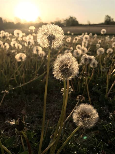 HD wallpaper: background, Bank, dandelions | Wallpaper Flare