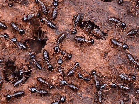 A Complete Guide To Western Subterranean Termites | Termites In AZ