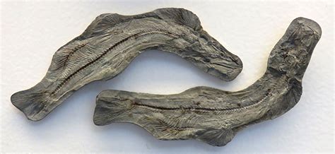 Louisville Fossils and Beyond: Fish Fossils from Greenland