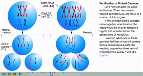 What Is Polyploidy Youtube