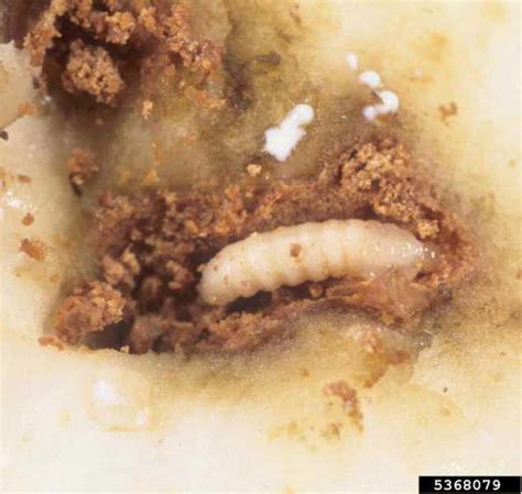 Root-feeding weevil larvae