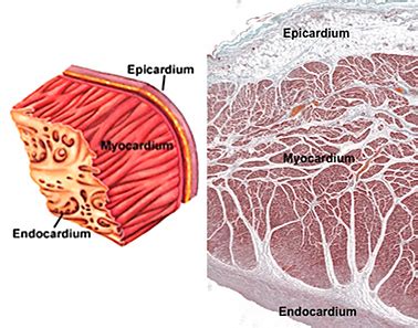 Human Structure Virtual Microscopy