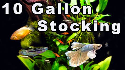 10 Gallon Community Aquarium Stocking Options: Ideas For What to Keep Together! – HousePetsCare.com