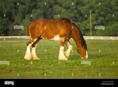 Clydesdale draft horse at pasture in Lexington Kentucky Stock Photo - Alamy